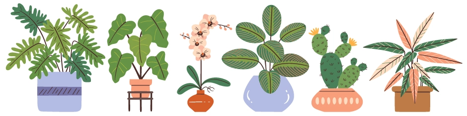 Muestra de algunas plantas de interior