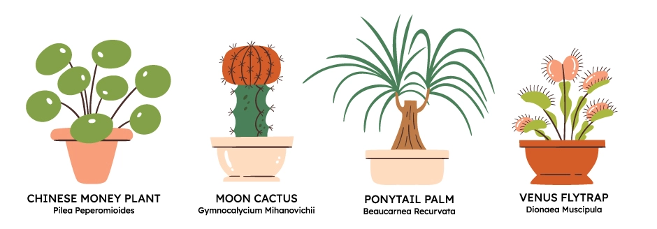 Muestra de plantas de interior con sus nombres